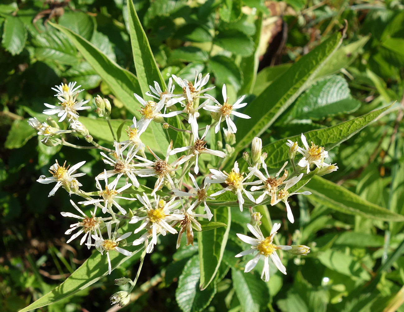 Image of Aster glehnii specimen.
