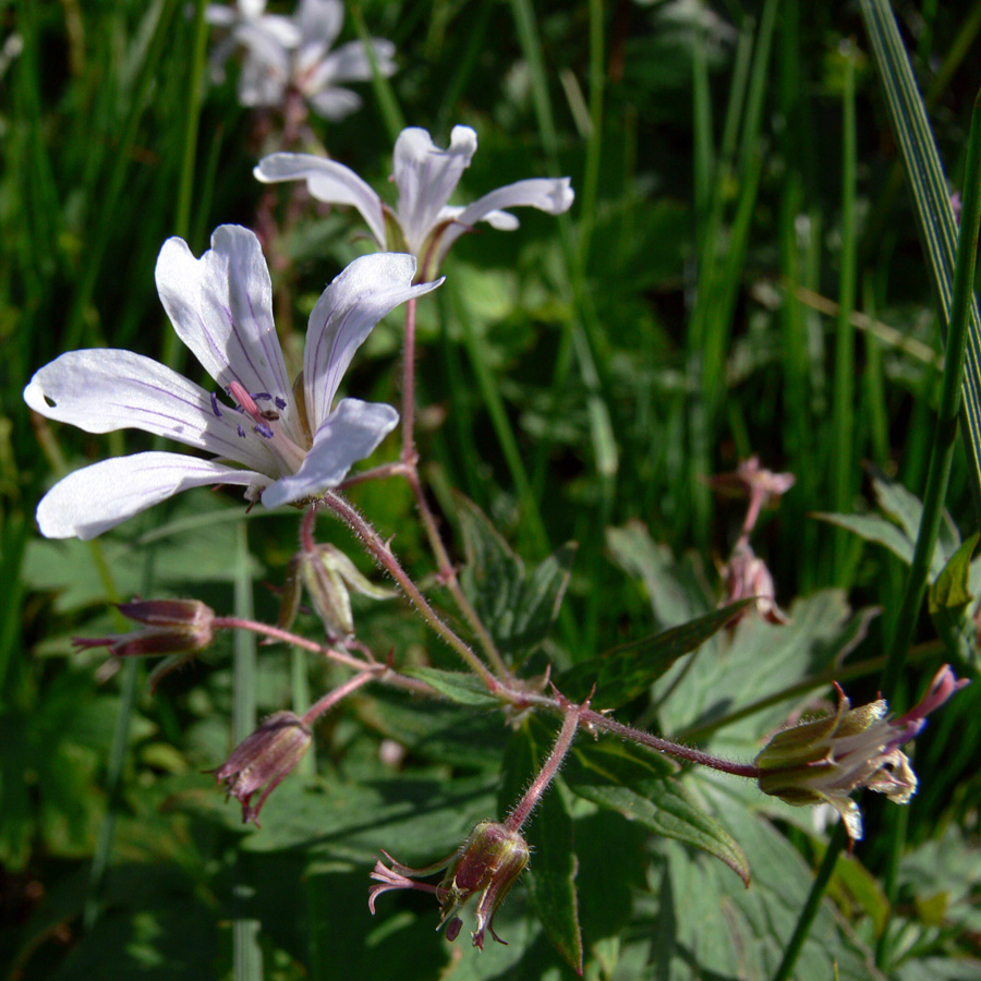 Image of Geranium krylovii specimen.