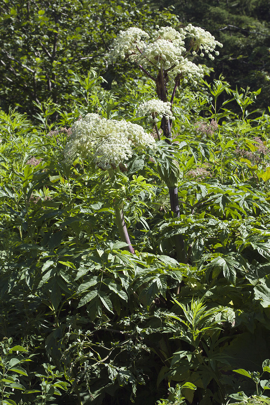 Image of Angelica ursina specimen.