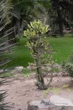 Euphorbia lactea. Вегетирующее растение. Перу, г. Лима, ботанический сад Национального Аграрного университета. 07.10.2019.
