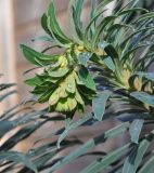 Euphorbia characias. Верхушка побега с бутонами. Великобритания, Англия, парк \"Landscape Garden\", сад. 21.01.2019.