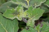 Image of taxon representative. Author is Татьяна Мальчинская