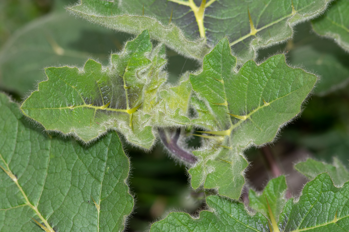 Изображение особи Solanum mammosum.