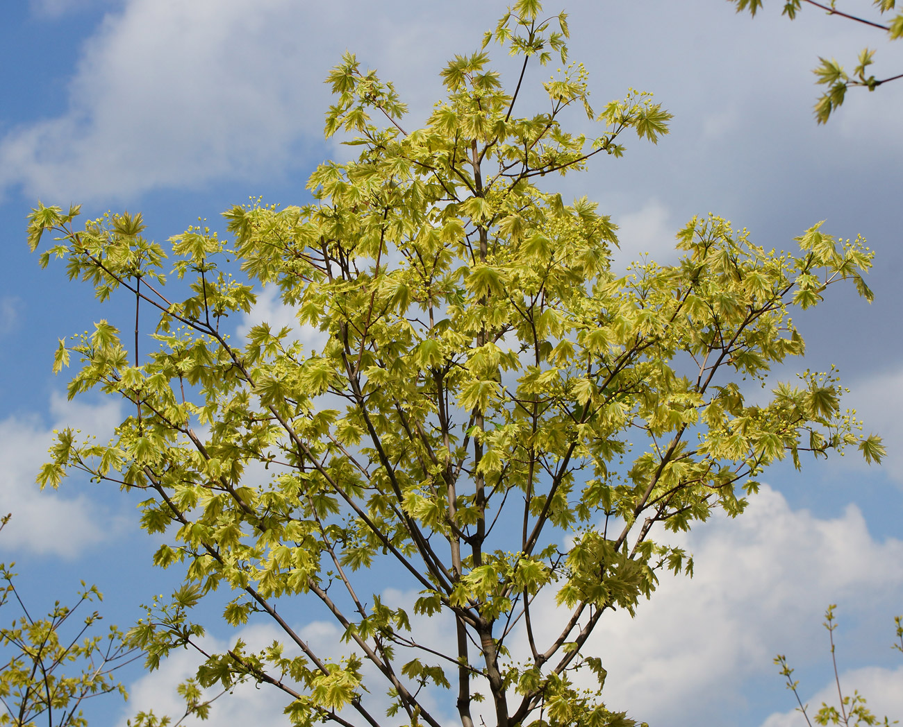 Изображение особи Acer platanoides.