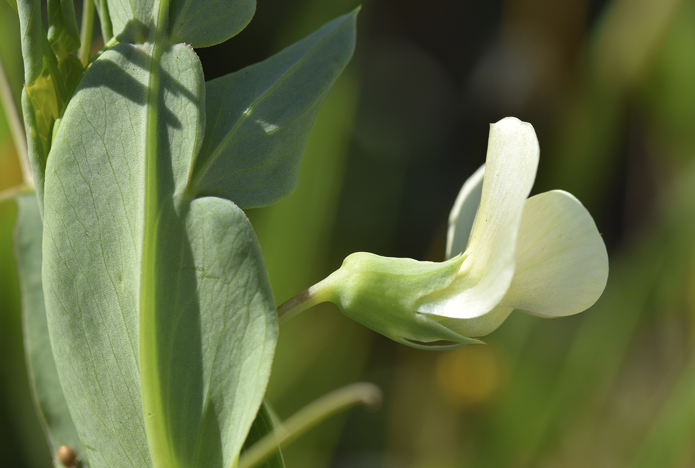 Изображение особи Lathyrus ochrus.