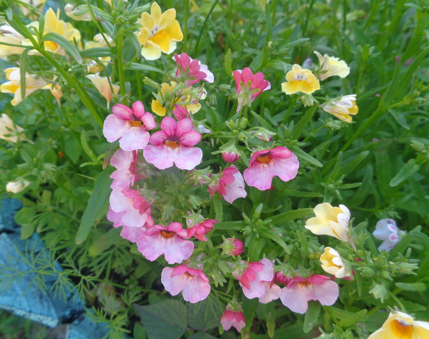 Изображение особи Nemesia strumosa.