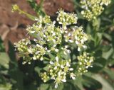 Cardaria draba