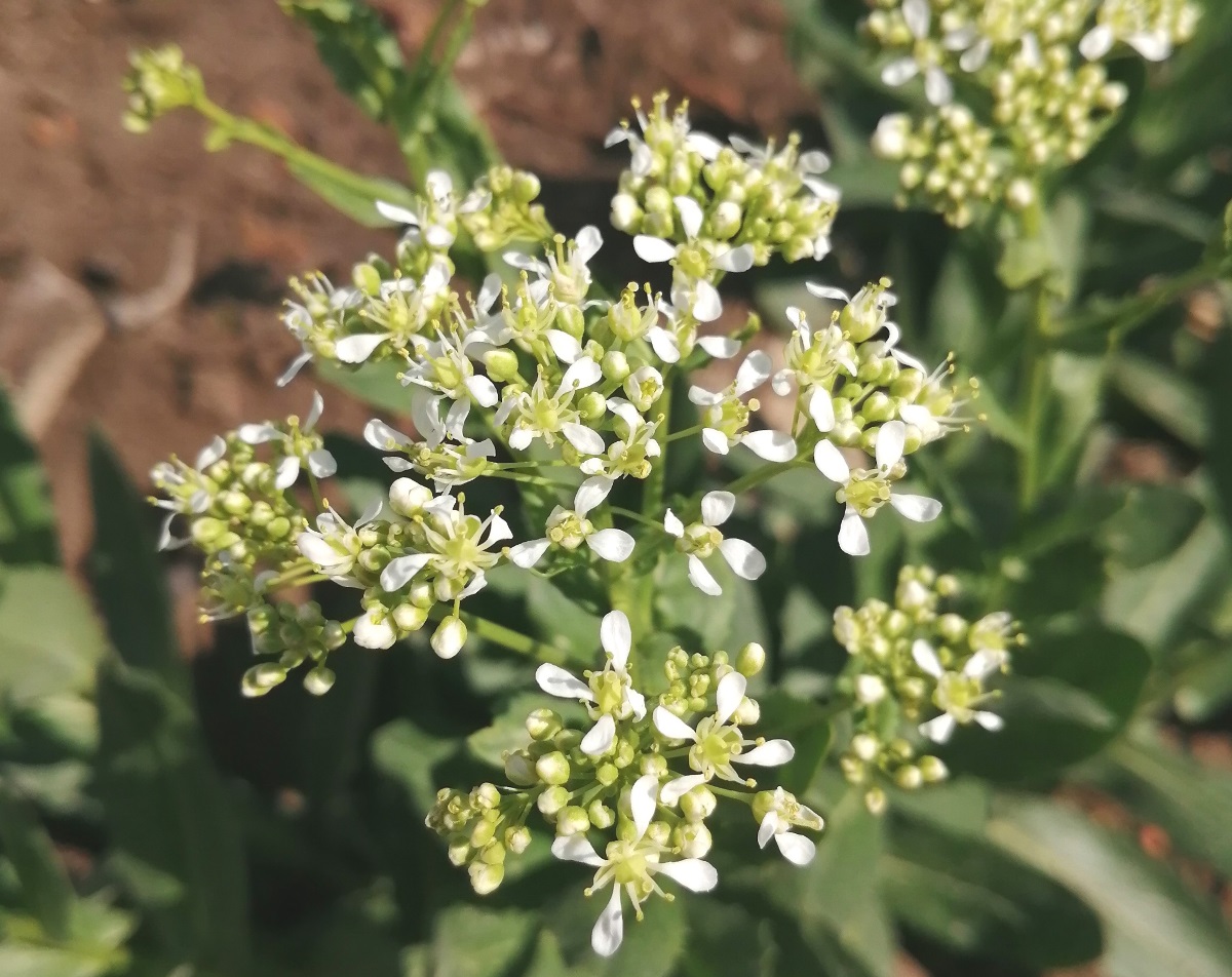 Изображение особи Cardaria draba.