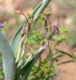 Ornithoglossum vulgare