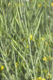 род Brassica. Части побегов с плодами. Крым, Бахчисарайский р-н, окр. с. Дачное, фруктовый сад. 16.05.2020.