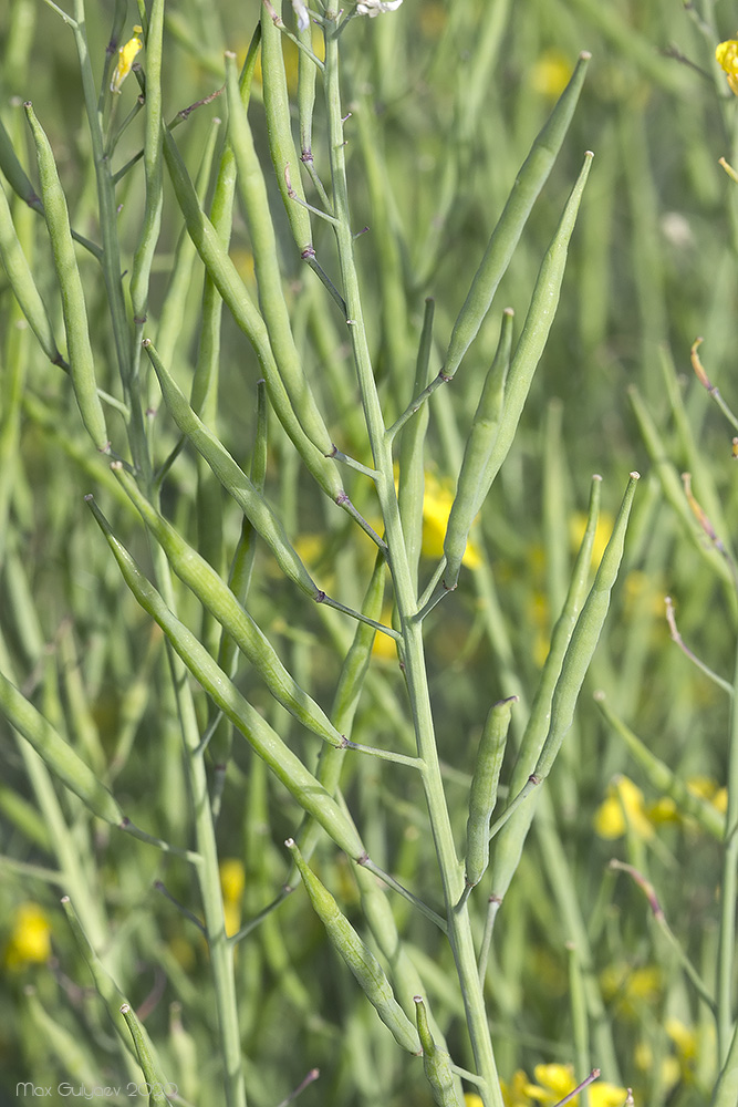 Image of genus Brassica specimen.