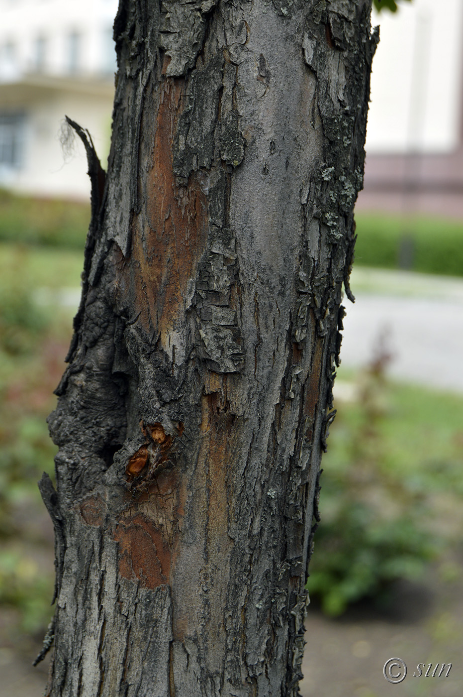 Image of Crataegus × media specimen.