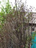 Hibiscus syriacus. Верхняя часть кроны. Северная Осетия, г. Владикавказ, 06.05.2010.