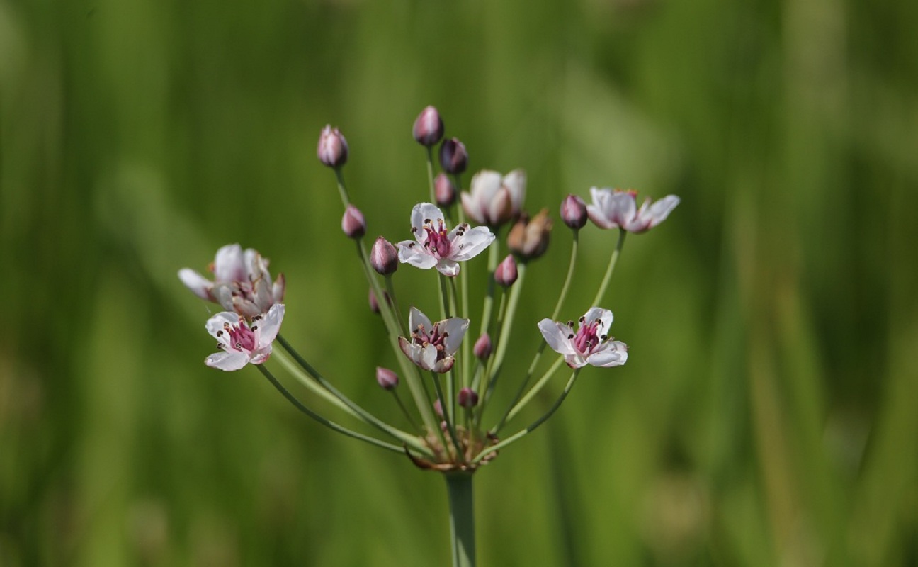 Изображение особи Butomus umbellatus.