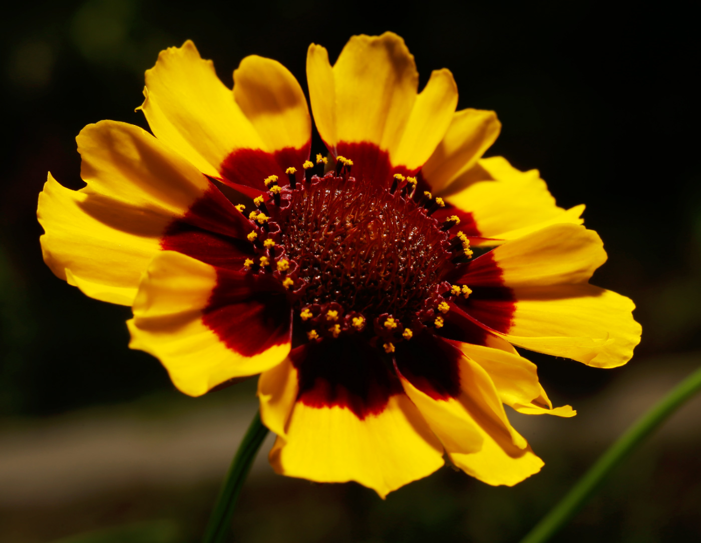 Image of Coreopsis tinctoria specimen.