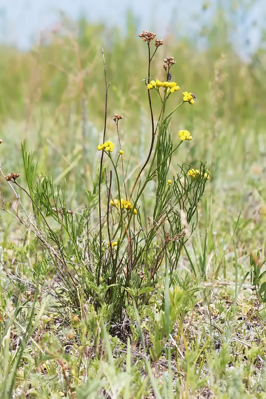 Изображение особи Filifolium sibiricum.