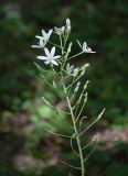 Ornithogalum ponticum. Соцветие. Крым, Бахчисарайский р-н, пещерный г. Эски-Кермен, широколиственный лес. 28.06.2020.