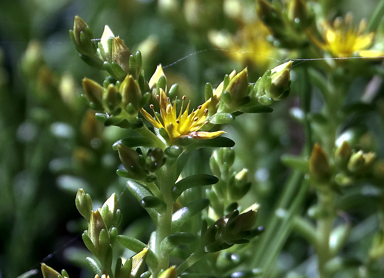 Изображение особи Sedum sexangulare.