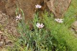 Tragopogon ruber