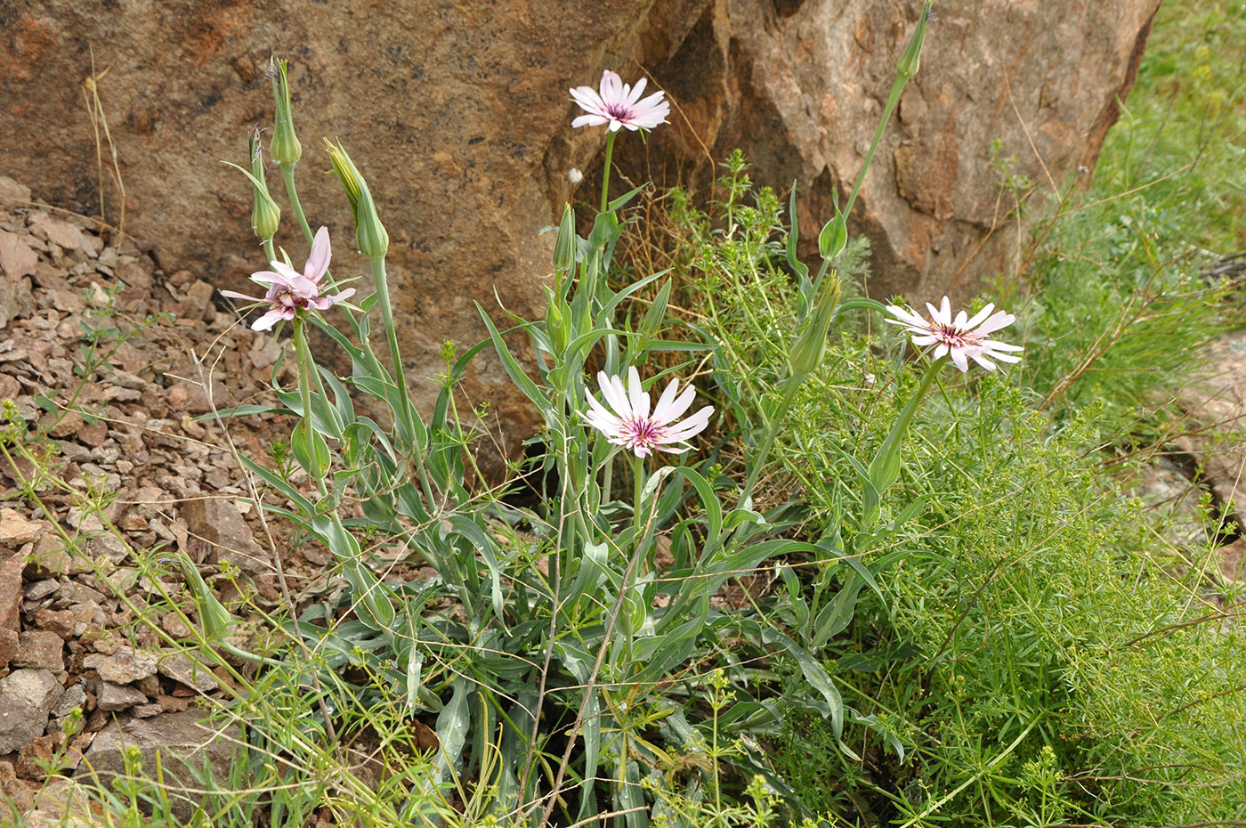 Изображение особи Tragopogon ruber.