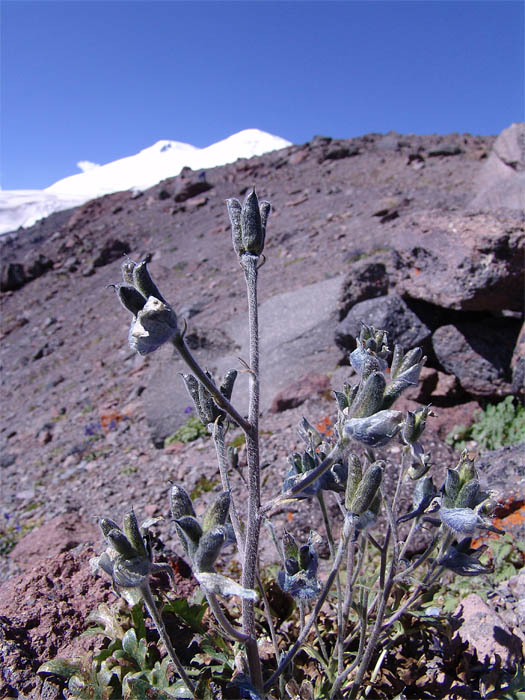Image of Delphinium caucasicum specimen.