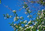 Malus prunifolia