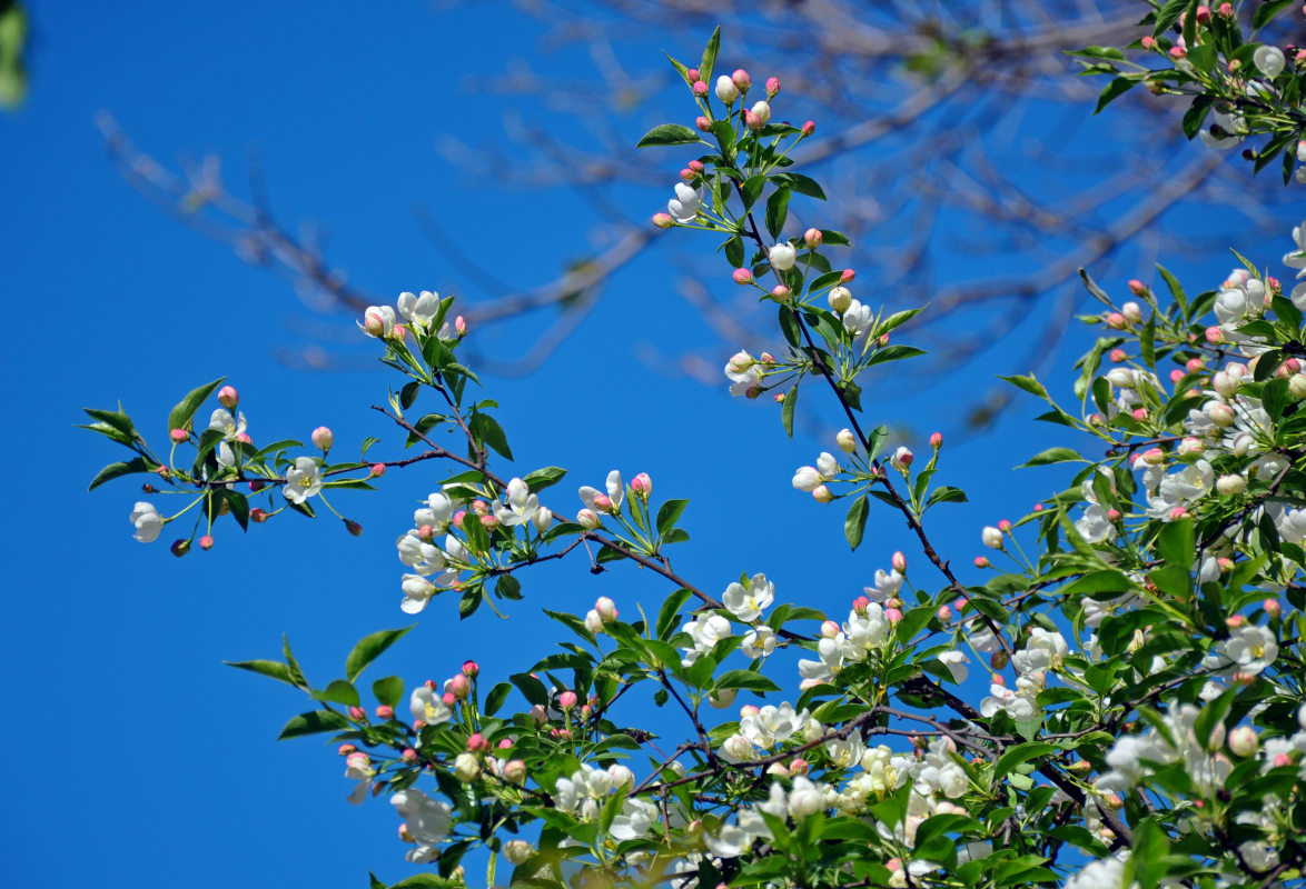 Изображение особи Malus prunifolia.