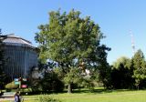 Quercus alba