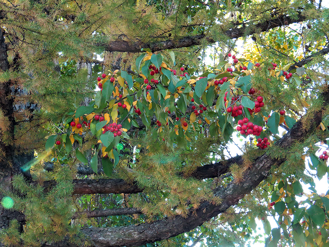 Image of Malus niedzwetzkyana specimen.