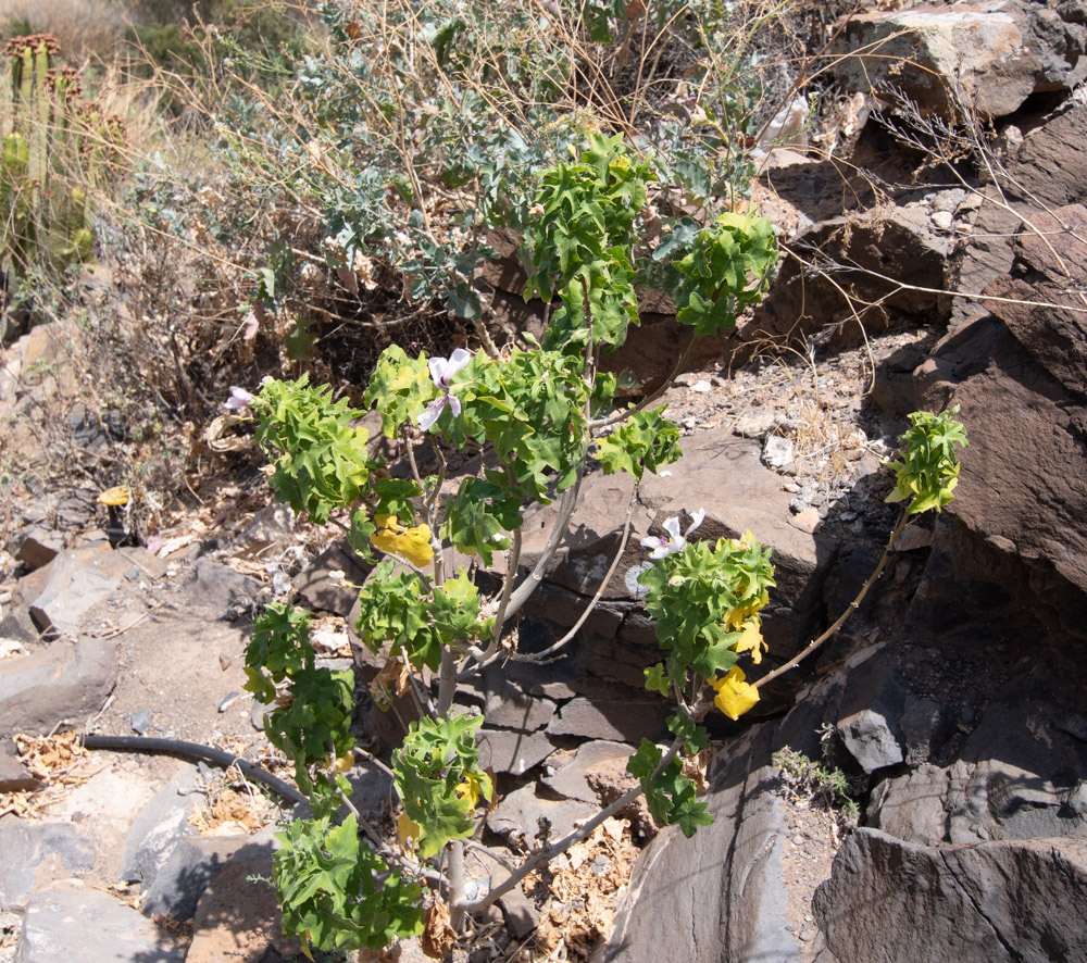 Image of Malva acerifolia specimen.