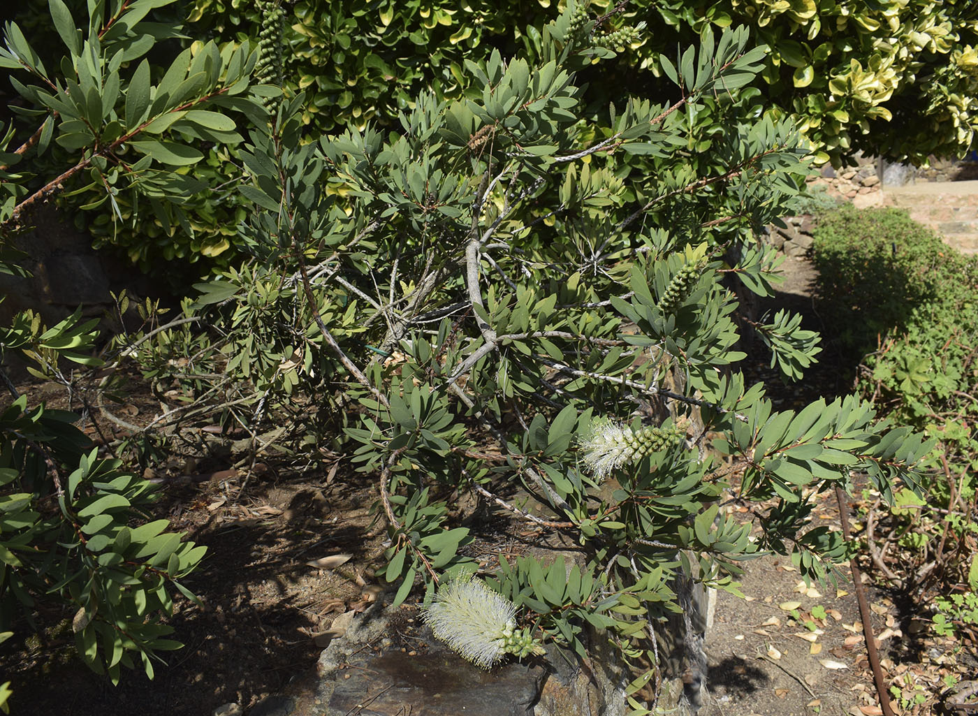 Изображение особи Callistemon citrinus.