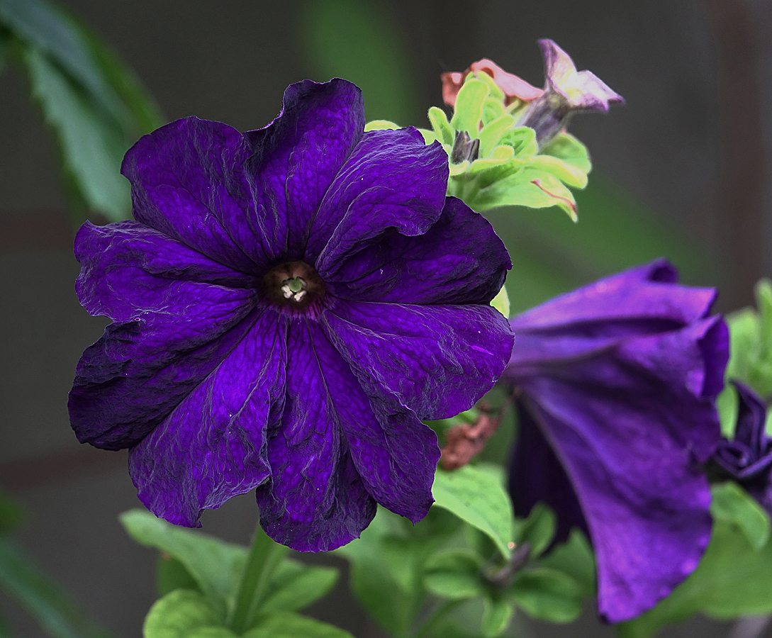 Изображение особи Petunia &times; atkinsiana.