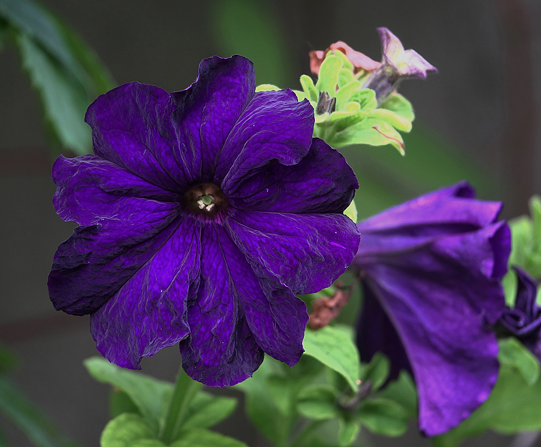 Изображение особи Petunia &times; hybrida.