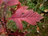 genus Crataegus. Лист в осенней окраске. Московская обл., г. Дубна, лесопарк, окр. пика Тяпкина. 29.09.2020.