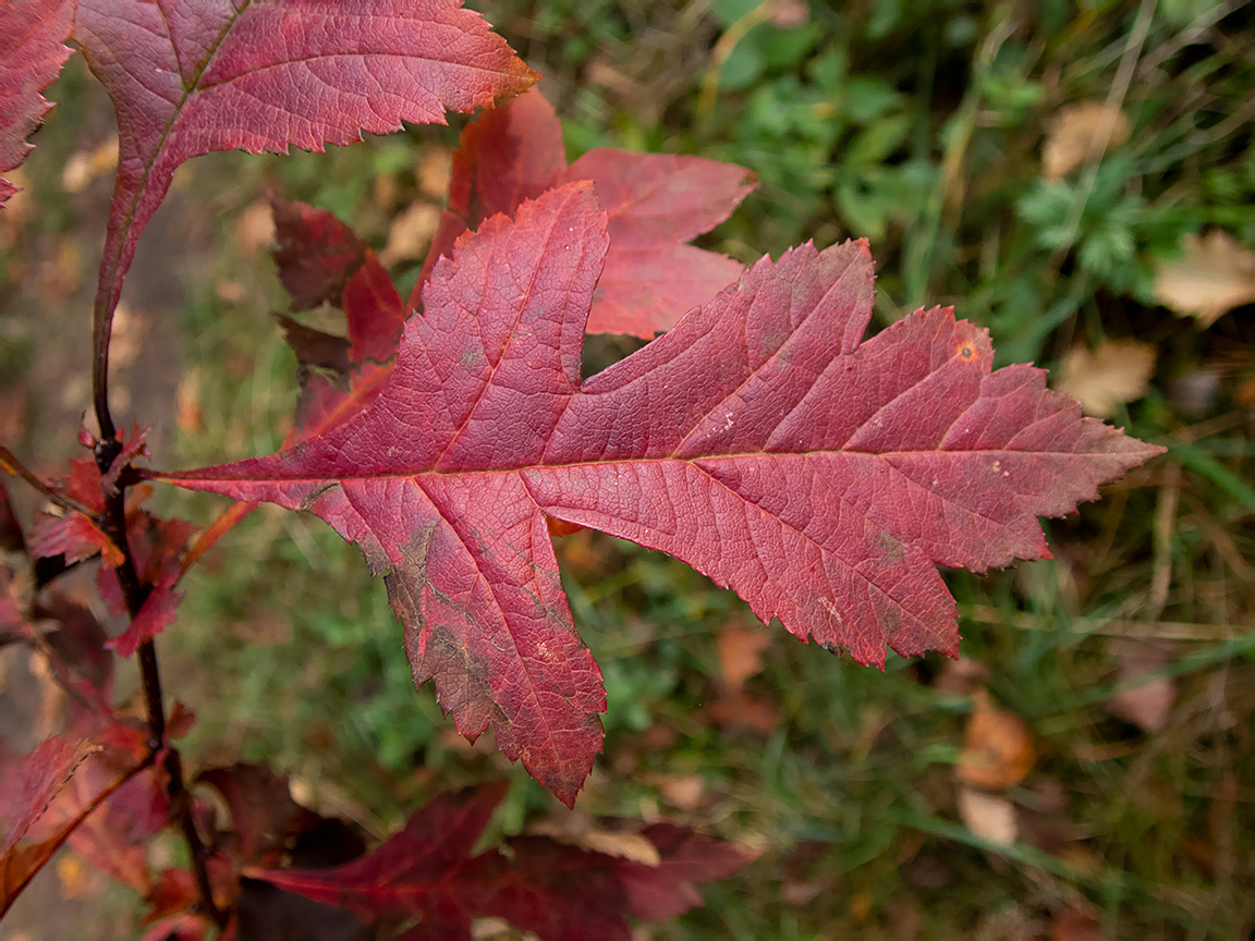 Изображение особи род Crataegus.