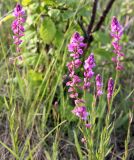 Polygala cretacea