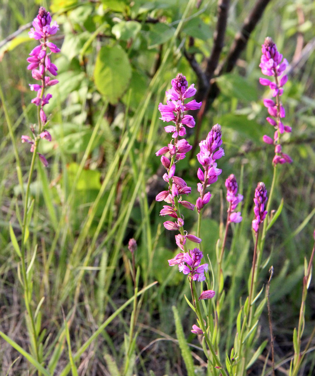 Изображение особи Polygala cretacea.