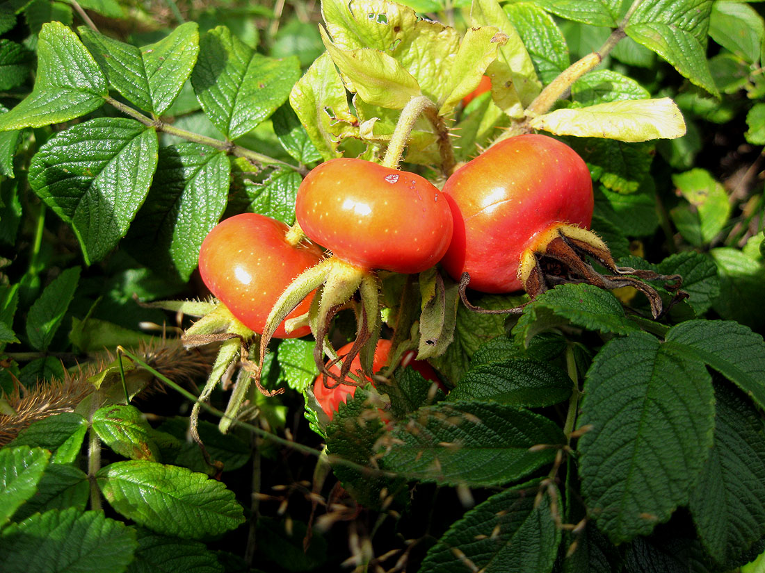 Image of Rosa rugosa specimen.