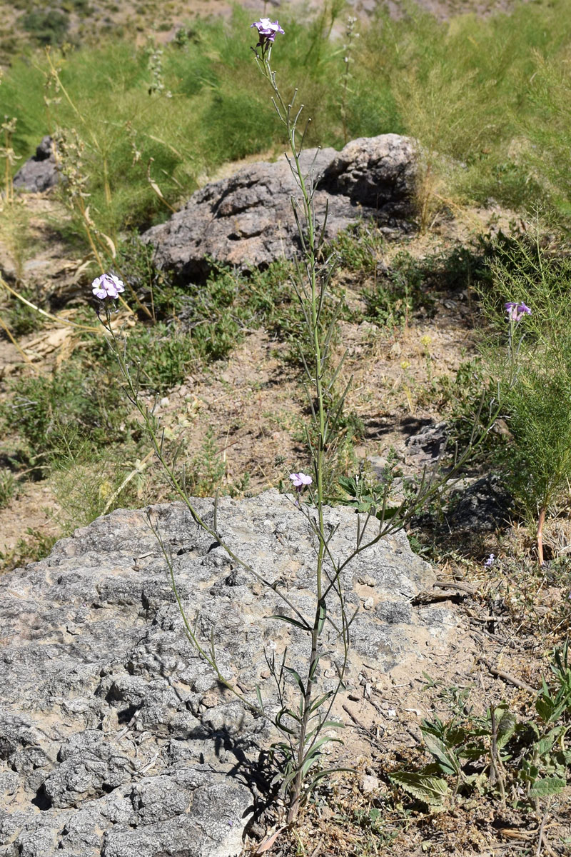 Image of Erysimum cyaneum specimen.