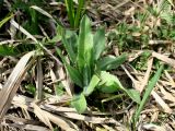 Cirsium setosum. Молодые листья. Новая Москва, дер. Ярцево, берег пруда. 03.05.2019.