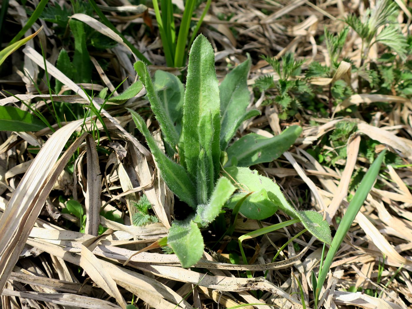 Изображение особи Cirsium setosum.