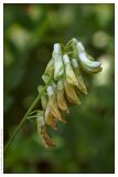 Vicia pisiformis. Соцветие. Республика Татарстан, Волжско-Камский заповедник, 28.06.2006.