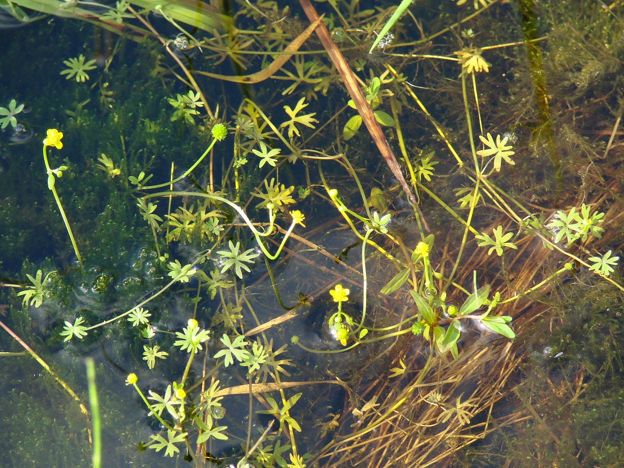 Image of Ranunculus gmelinii specimen.