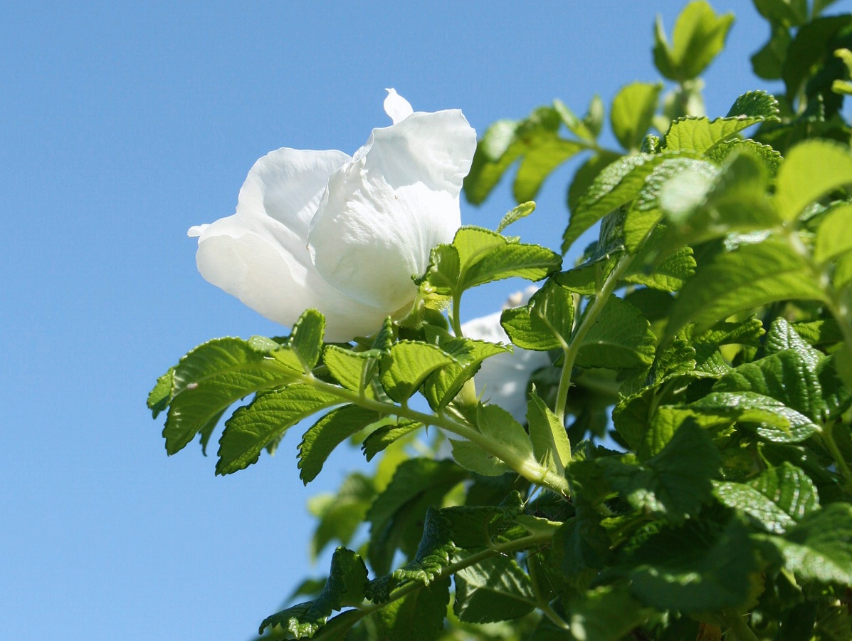 Image of Rosa rugosa specimen.