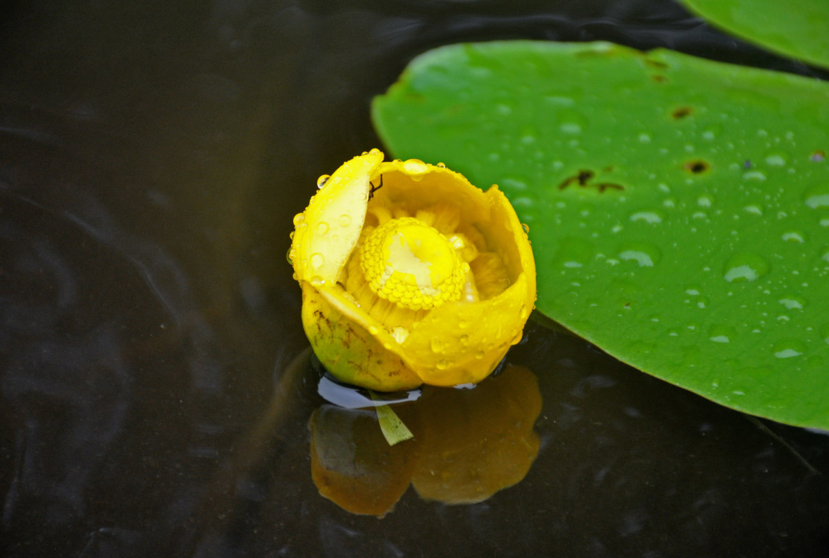 Изображение особи Nuphar lutea.