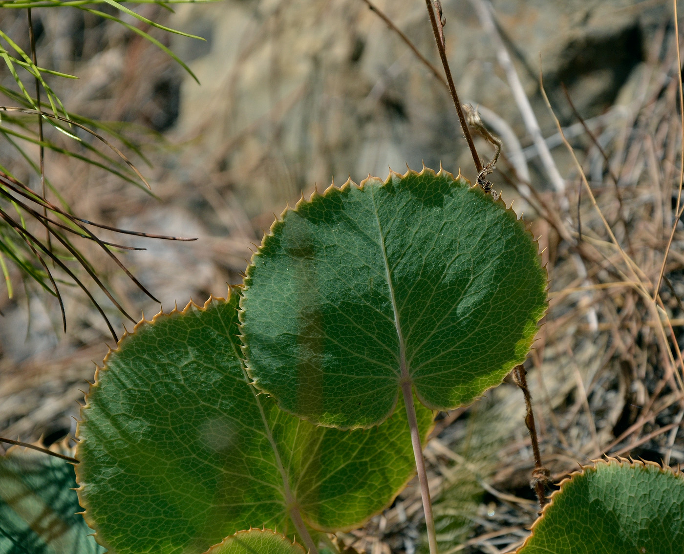 Image of Eryngium thorifolium specimen.