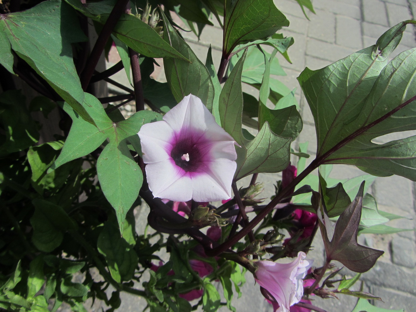 Image of Ipomoea batatas specimen.