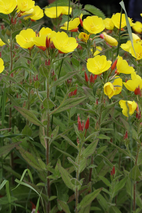 Изображение особи Oenothera pilosella.