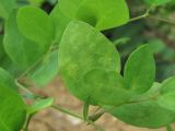 Lathyrus roseus. Лист, поражённый вирусом. Краснодарский край, Абинский р-н, юж. окр. ст-цы Холмская, вырубка. 18.05.2020.