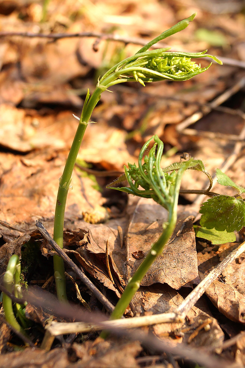 Изображение особи Mercurialis perennis.